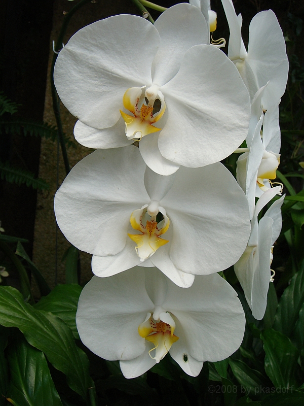 385 Longwood Gardens [2008 August 23].JPG - Longwood Gardens in Pennsylvania